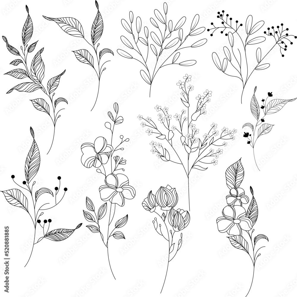 Fototapeta premium collection forest fern eucalyptus art foliage natural leaves herbs in line style. Decorative beauty elegant illustration for design hand drawn flower