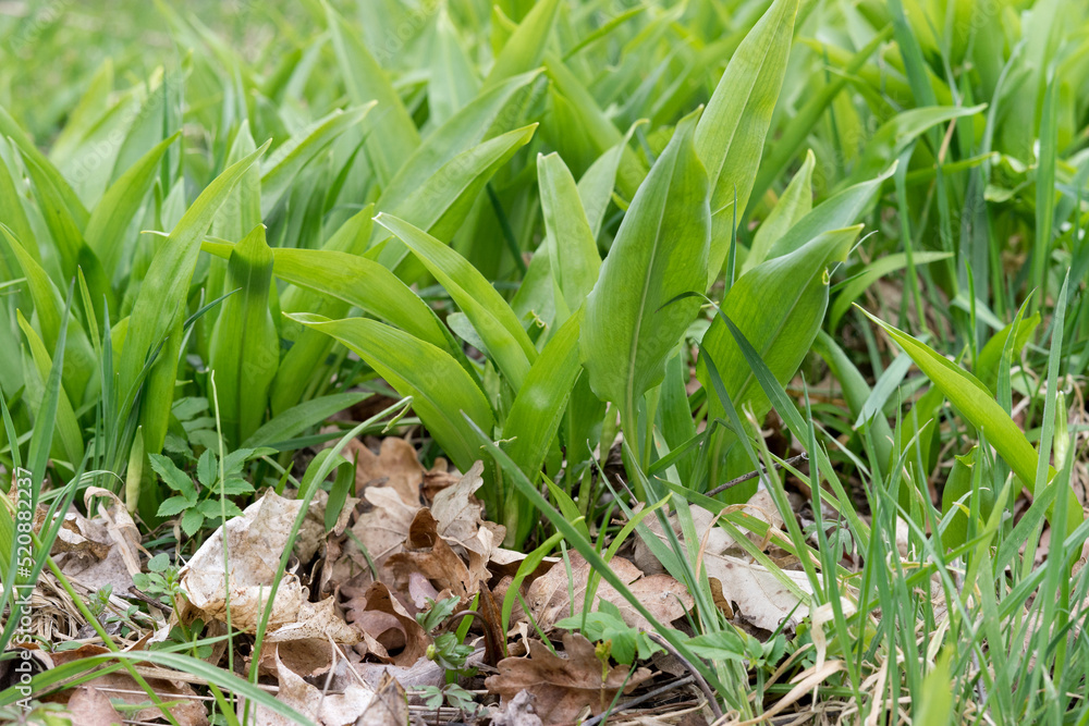 Wild garlic plants in the forest Wild garlic plants in the forest
