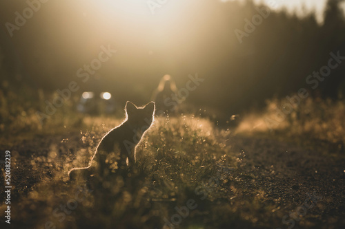 Fuchswelpen im Sonnenuntergang © Marco