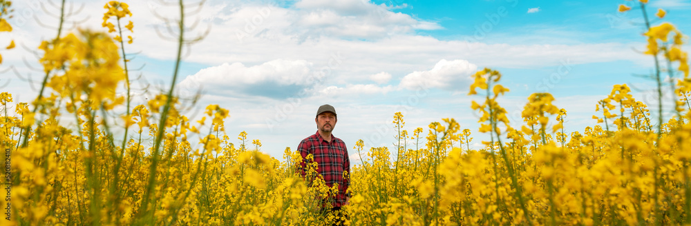 Farm worker wearing red plaid shirt and trucker's hat standing in cultivated rapeseed field in bloom and looking over crops