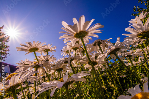 blue sky and daisies