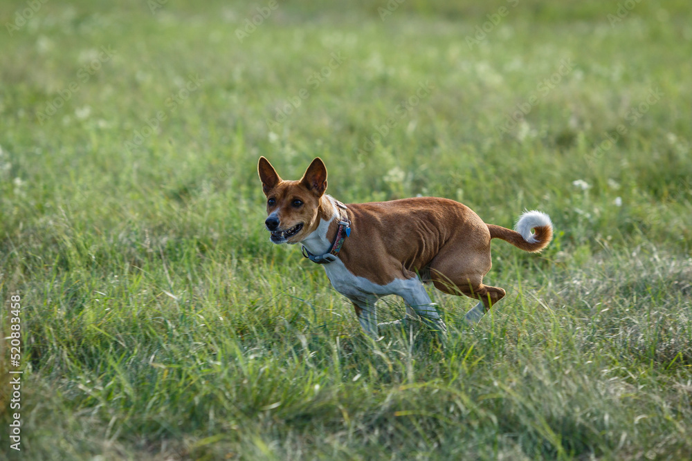 Basenji dog chasing bait in a field Basenji dog chasing bait in a field