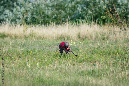 Coursing. Small Dog Italian Greyhound pursues bait in the field.
