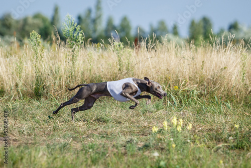 Coursing. Small Dog Italian Greyhound pursues bait in the field.