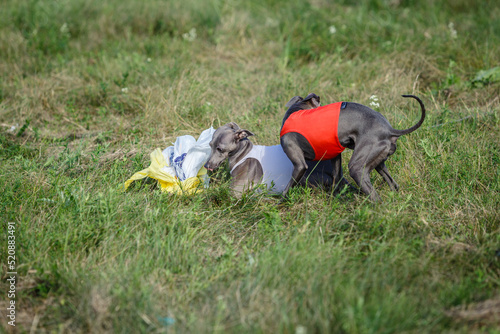 Coursing. Small Dog Italian Greyhound pursues bait in the field.