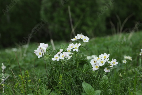 Forest anemone or anemone. A simple  beautiful  white flower in a meadow