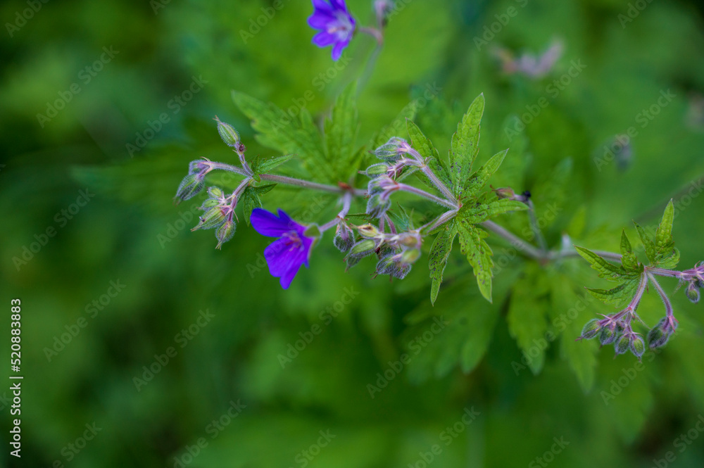 Detail of flower of Geranium sylvaticum Detail of flower of Geranium sylvaticum