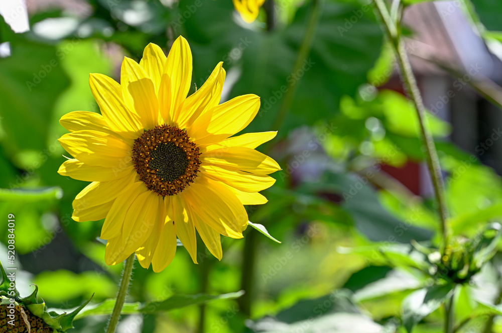 beautiful yellow sunflower in bright daylight in july beautiful yellow sunflower in bright daylight in july