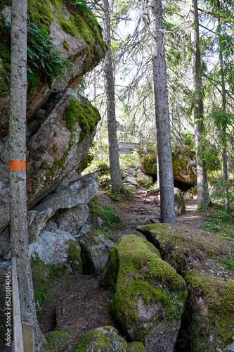 forest trail with orange markings on tree trunks photo