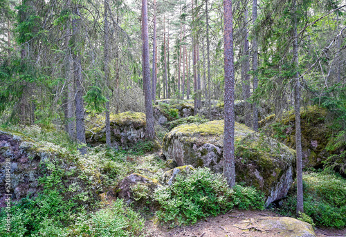 backlight through forest with big stones and trail photo