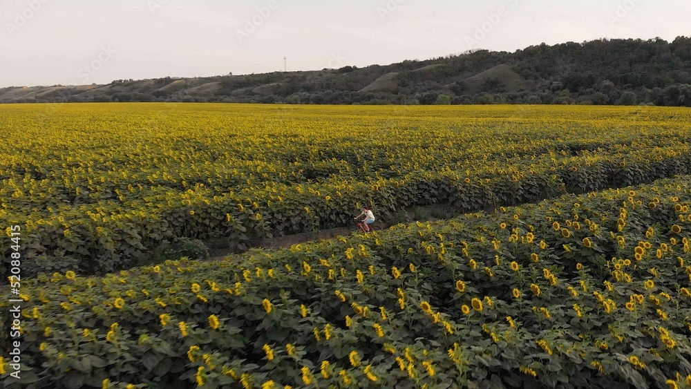 A teenage girl rides a bike. View from above. Sport. Relaxation. Sunflower field. Rural road. Agroindustry. Yellow flowers. Countryside. Provinces. A teenage girl rides a bike. View from above. Sport. Relaxation. Sunflower field. Rural road. Agroindustry. Yellow flowers. Countryside. Provinces.