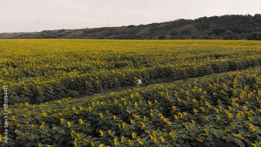 A teenage girl rides a bike. View from above. Sport. Relaxation. Sunflower field. Rural road. Agroindustry. Yellow flowers. Countryside. Provinces.