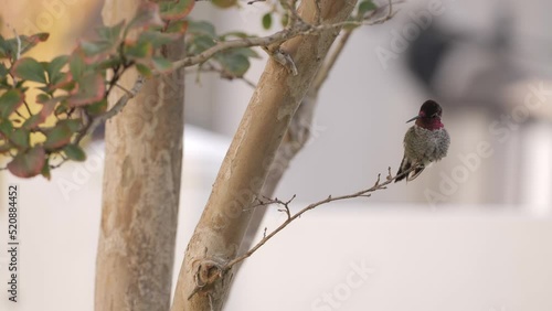 Colibri or Hummingbirds (Trochilidae) are a family of small birds that live in North and South America. More than 350 types of caliber are known.