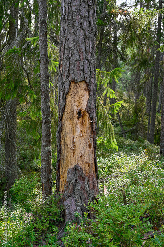 pine trunk with a hole and lost bark