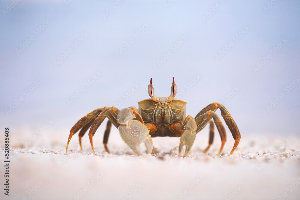 Horned ghost crab on the Maldives beach - macro details Horned ghost crab on the Maldives beach - macro details