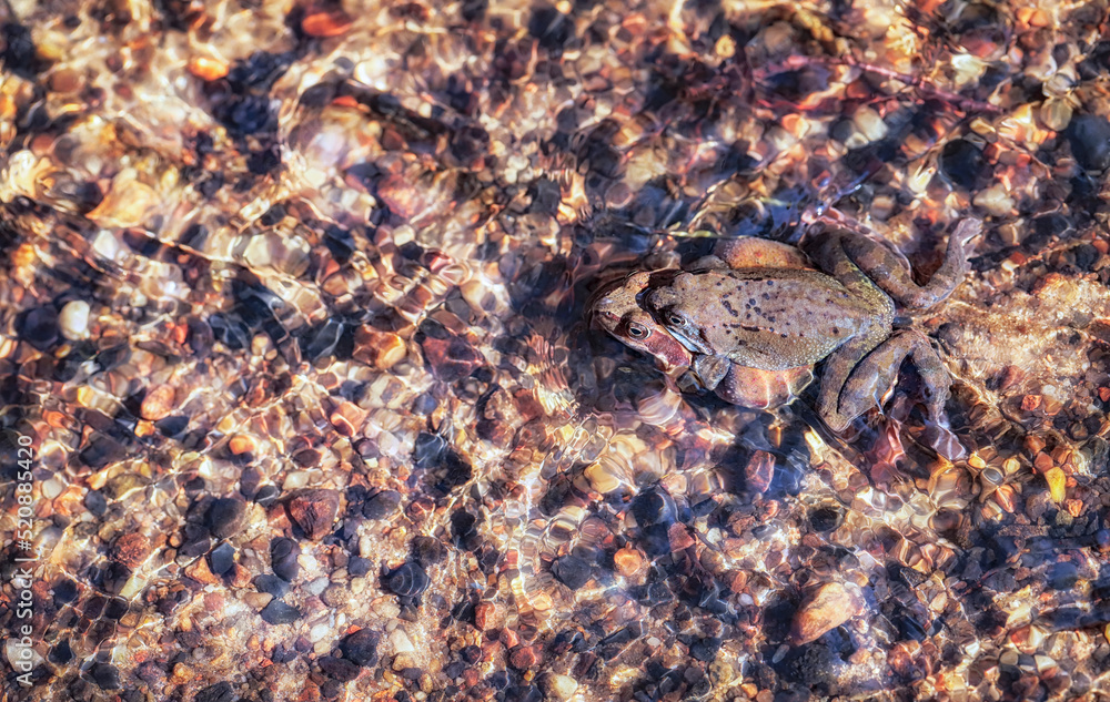 Common frog siting in the water - macro details Common frog siting in the water - macro details