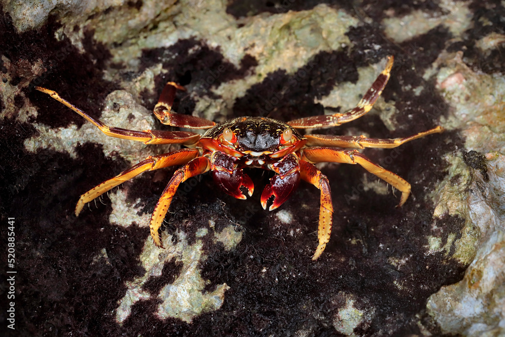Big crab - Grapsus albolineatus - macro details