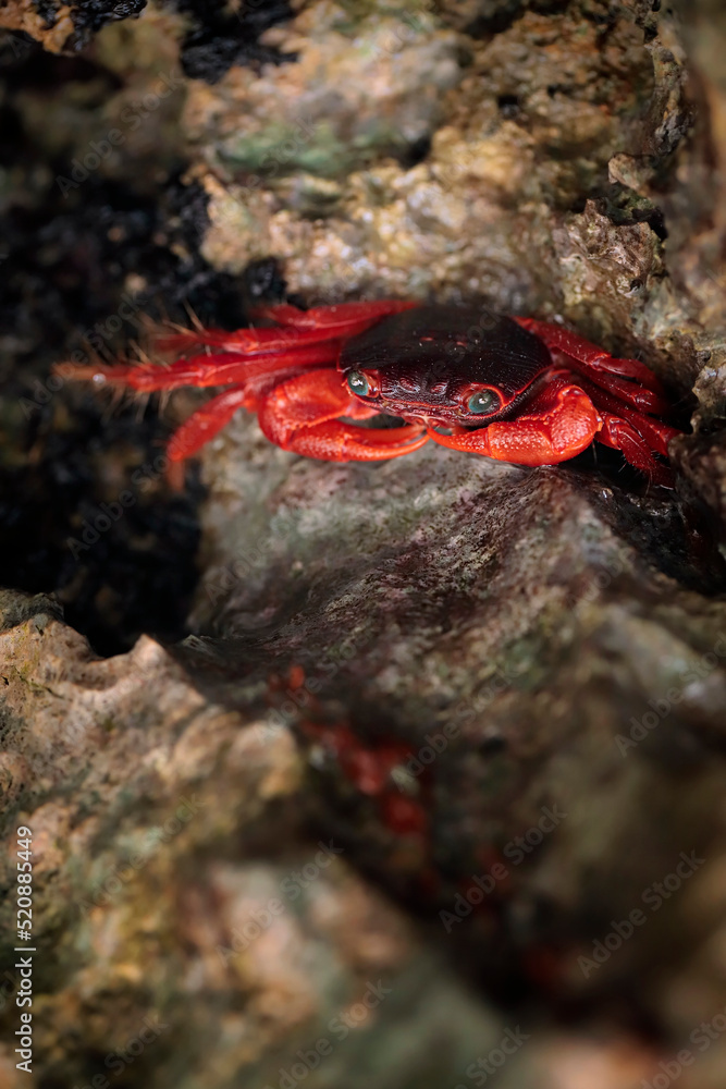 Big red crab with blue eyes - Geograpsus stormi - macro details Big red crab with blue eyes - Geograpsus stormi - macro details