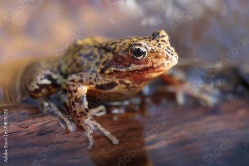 Common frog siting in the water - macro details © butterfly-photos.org