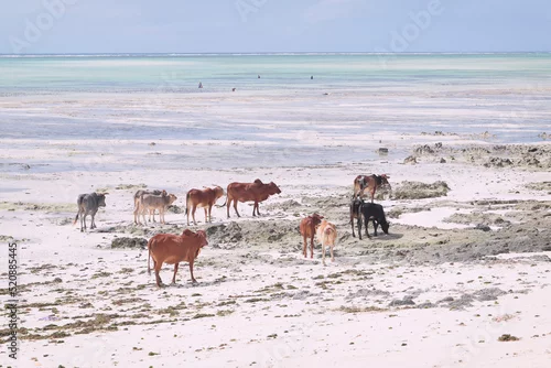 Fototapeta samoprzylepna Stado zebu, krów, bydła na plaży w Zanzibarze