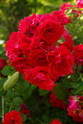 Climbing rose dark red on a bush in the sun.