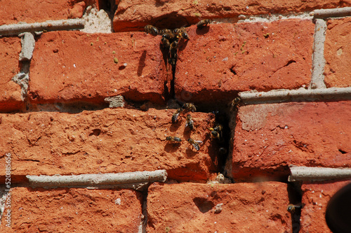 Canvas-taulu A view of bees in the cracks of an old brick wall