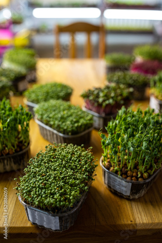 Organic microgreens srpouts in containers . Healthy food and diet concept.