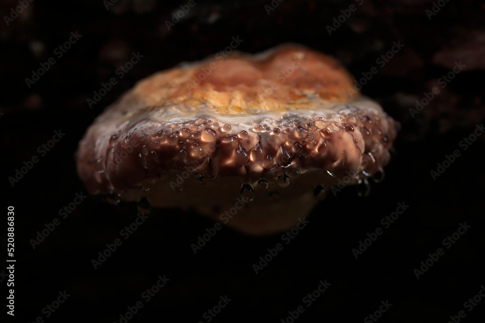 Guttation phenomena on fomitopsis pinicola, known as the red-belted conk fungus - obrazy, fototapety, plakaty 