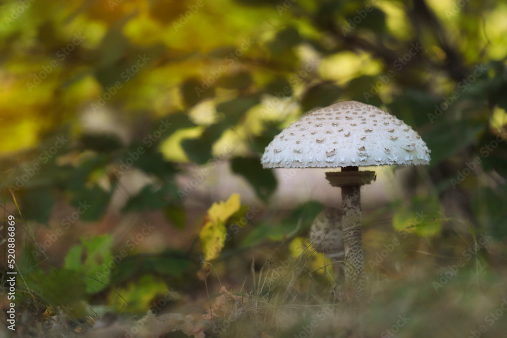 The parasol mushroom under the tree - macro details The parasol mushroom under the tree - macro details