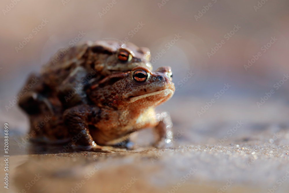 Fototapeta premium Common toads mating season 