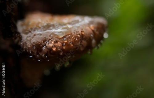 Guttation phenomena on fomitopsis pinicola, known as the red-belted conk fungus