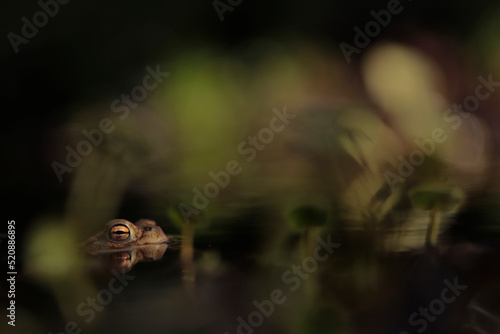 Common toads mating season  © butterfly-photos.org