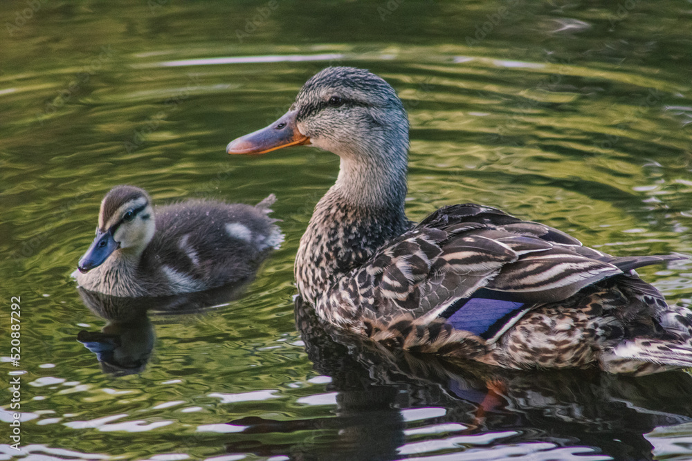ducks swimming ducks swimming