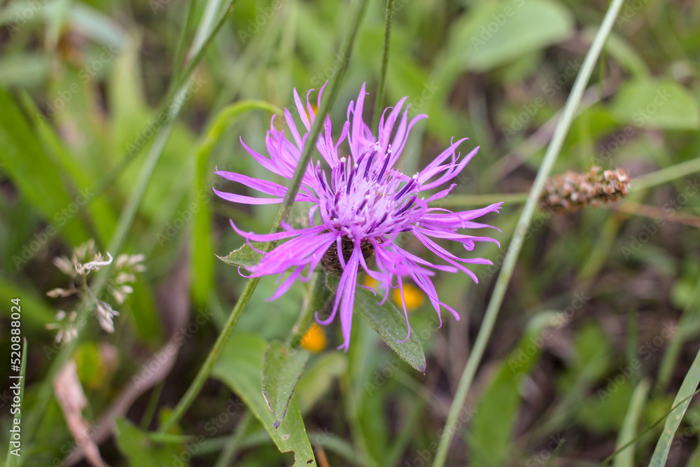 wild flowers that catch my eye when walking