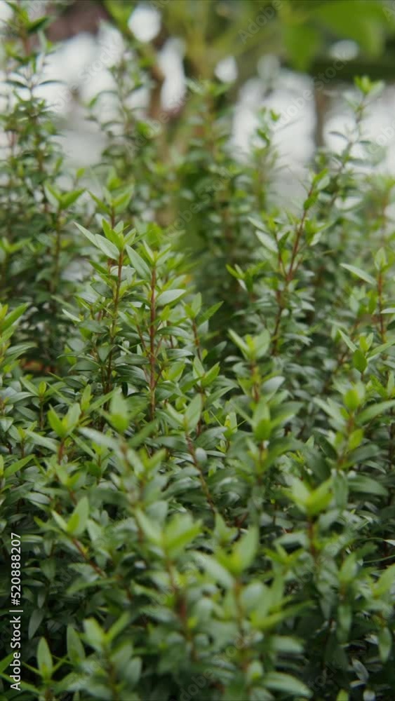 Greenhouse for growing indoor plants. Bushy shrub with small leaves Greenhouse for growing indoor plants. Bushy shrub with small leaves