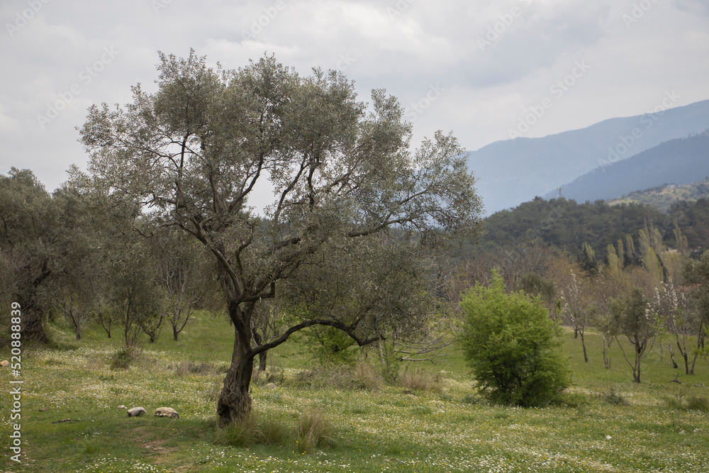 a beautiful landscape with trees, lush grass and mountains stretching in the back a beautiful landscape with trees, lush grass and mountains stretching in the back