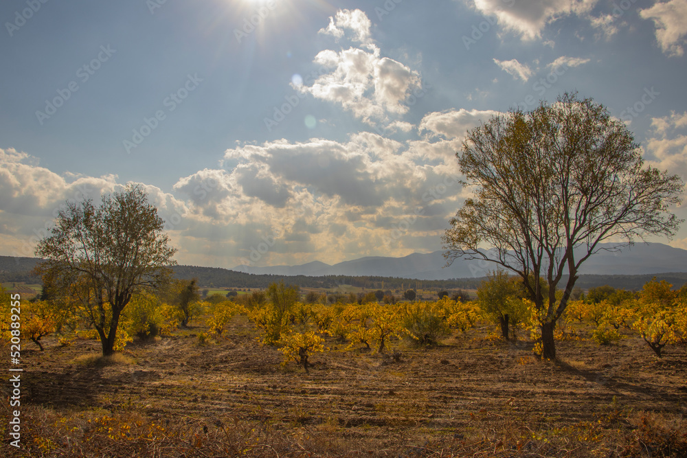 Fototapeta premium clouds and two separate trees and stunted yellow trees and vegetation on a sunny day