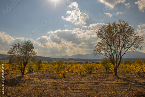 clouds and two separate trees and stunted yellow trees and vegetation on a sunny day