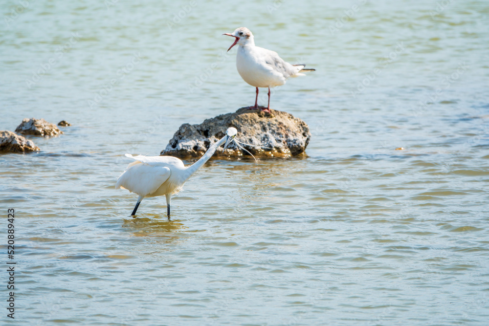 The small white heron or Little egret stands in the lake The small white heron or Little egret stands in the lake