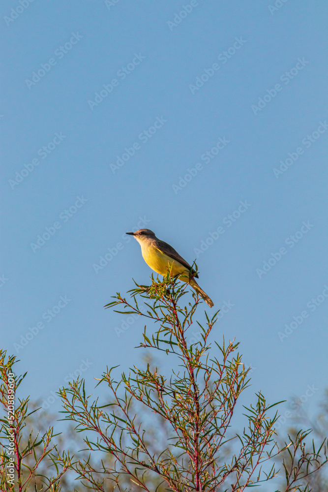 Bird of the Brazilian fauna, native to the São Francisco River. Bird of the Brazilian fauna, native to the São Francisco River.