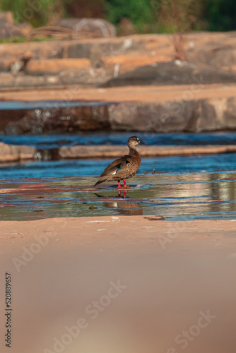 Bird of the Brazilian fauna, native to the São Francisco River.