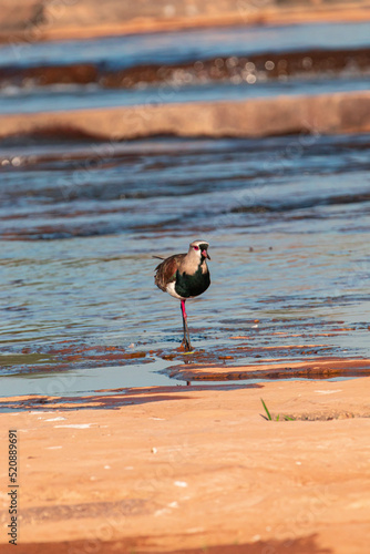 Bird of the Brazilian fauna, native to the São Francisco River.