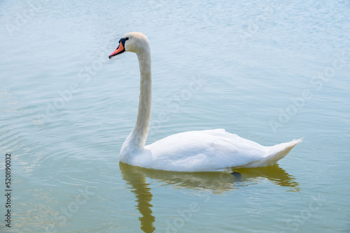 Graceful white Swan swimming in the lake  swans in the wild. Portrait of a white swan swimming on a lake.