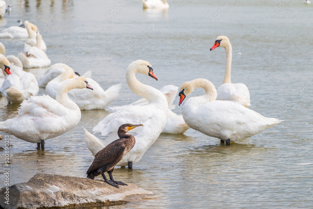 Great cormorant stands among white swans on the lake shore