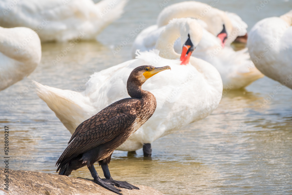 Great cormorant stands among white swans on the lake shore Great cormorant stands among white swans on the lake shore