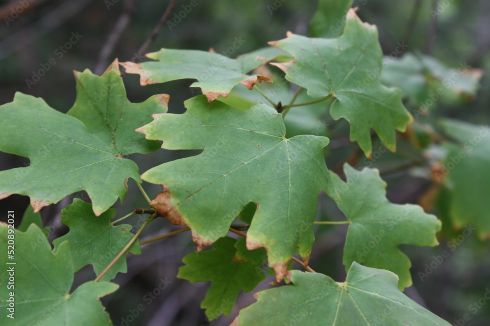 green oak leaves green oak leaves