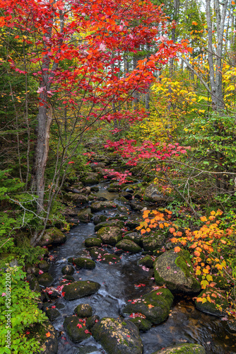 Autumn Creek - A vertical wide-angle view of a colorful mountain creek on a rainy Autumn day. West Maine, USA.