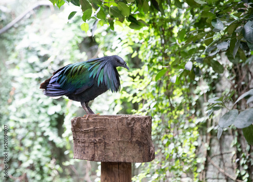 Black dove. kaloenas nicobarica in the park. photo