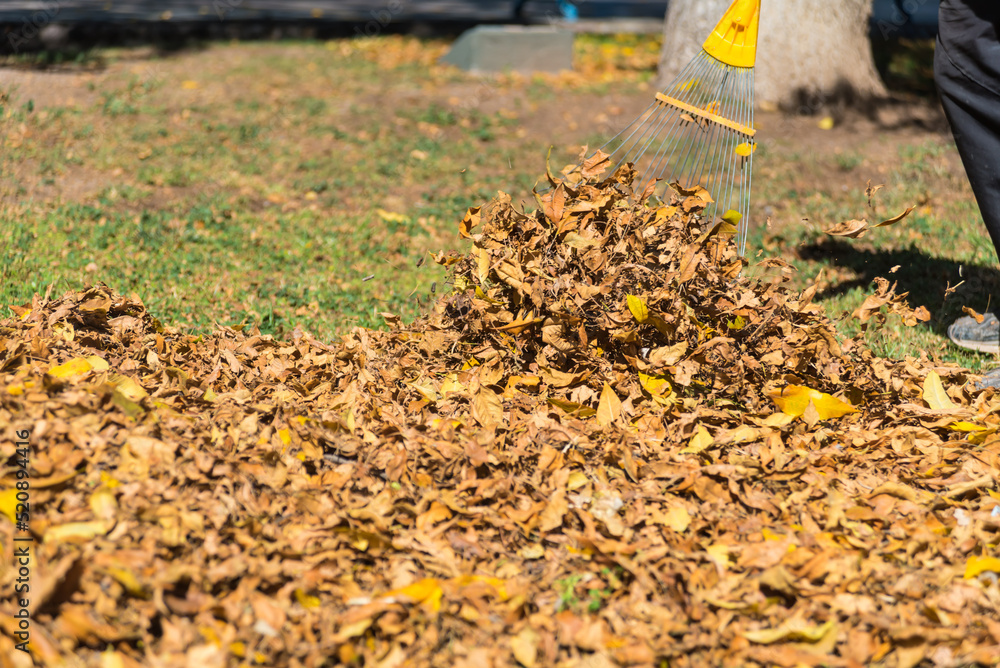 person sweeping fallen leaves from a square in autumn person sweeping fallen leaves from a square in autumn