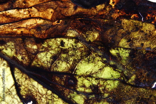 Fototapeta Naklejka Na Ścianę i Meble -  Hoja vieja de la planta de Hortensia para jardines ornamentales en estado de descomposiciòn, con amarillos y marrones en sus venas, forma una maraña de texturas abstractas para fondos naturales